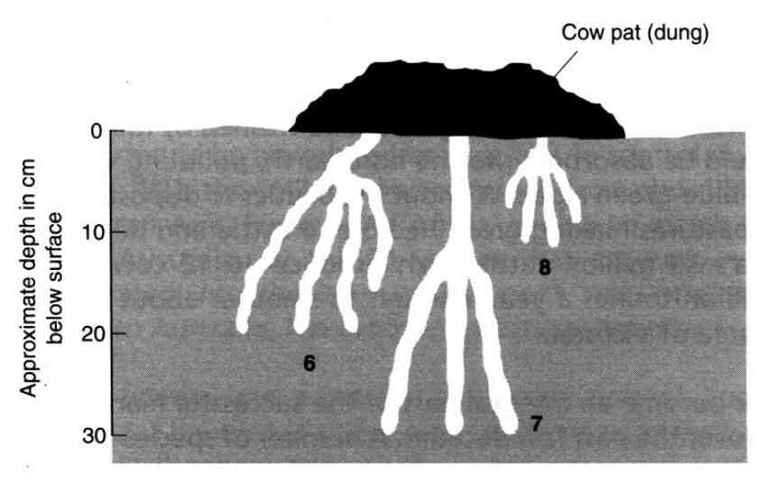 Diagram of tunnels